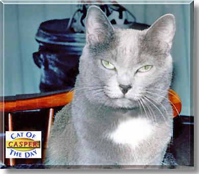 Casper, the Cat of the Day
