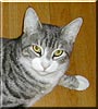 Bootsie
