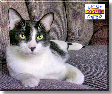 Cooper, the Cat of the Day