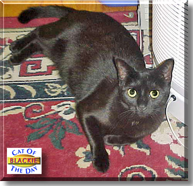 Blackie, the Cat of the Day