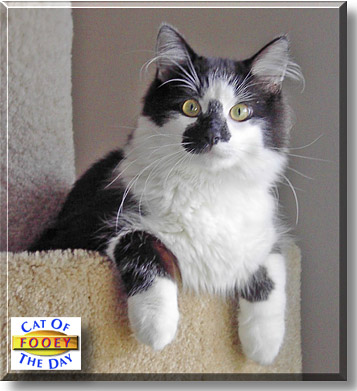 Fooey, the Cat of the Day