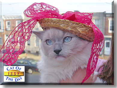 Isabella, the Cat of the Day