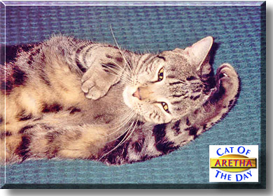 Aretha, the Cat of the Day