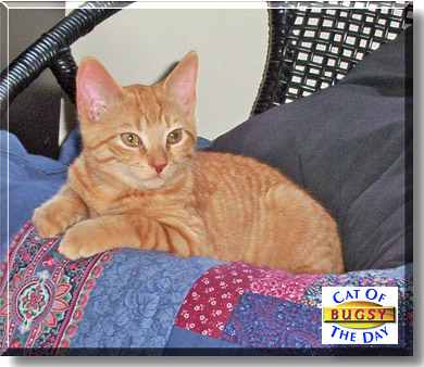 Bugsy, the Cat of the Day