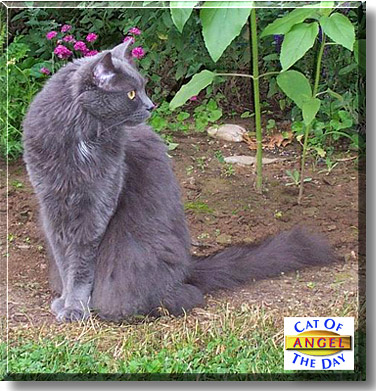 Angel, the Cat of the Day