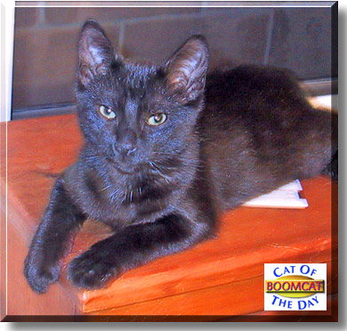 Boomcat, the Cat of the Day