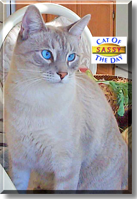 Sassy, the Cat of the Day