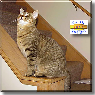 Jack, the Cat of the Day