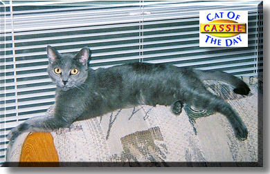 Cassie, the Cat of the Day