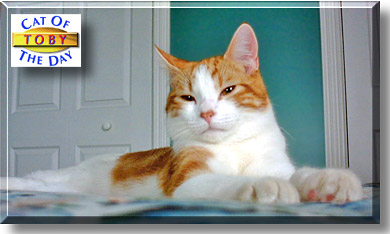 Toby, the Cat of the Day