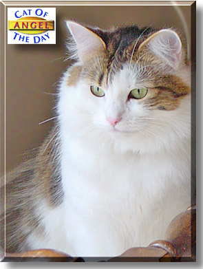Angel Baby, the Cat of the Day
