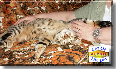 Alphie, the Cat of the Day