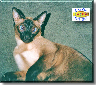 Sasha, the Cat of the Day