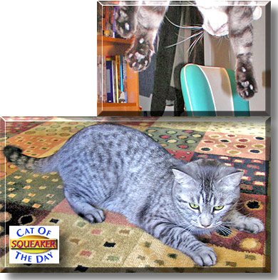 Squeaker, the Cat of the Day