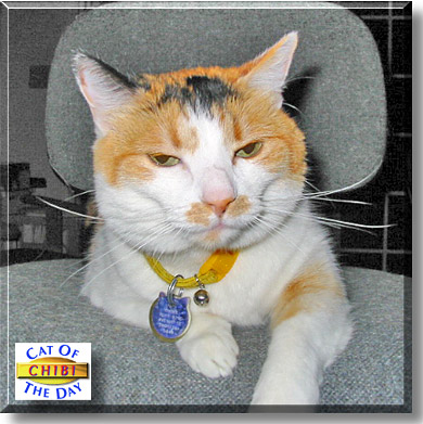 Chibi, the Cat of the Day