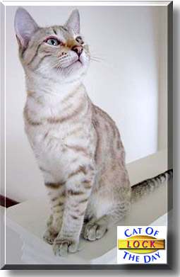 Lock, the Cat of the Day