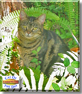 Emmylou, the Cat of the Day
