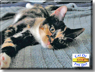 Sox, the Cat of the Day