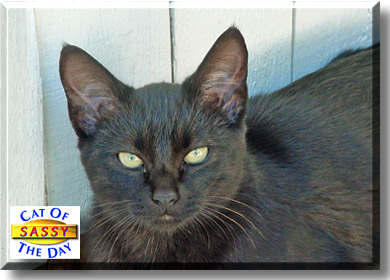 Sassy, the Cat of the Day