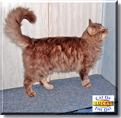 Lucky, the Cat of the Day
