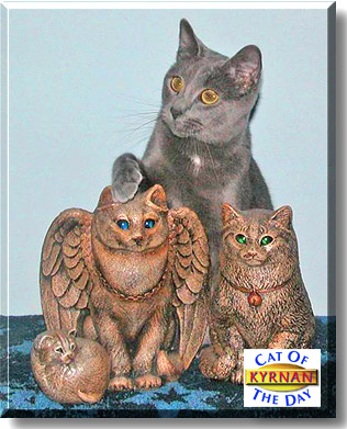 Kyrnan, the Cat of the Day