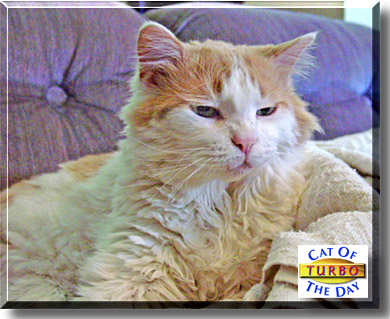 Turbo, the Cat of the Day