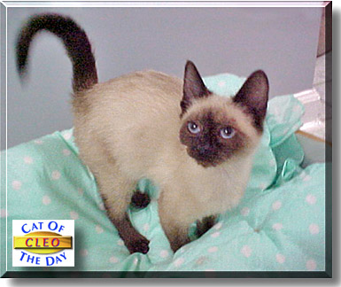Cleo, the Cat of the Day