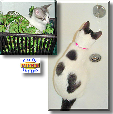 Minnie, the Cat of the Day