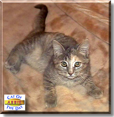 Abbie, the Cat of the Day