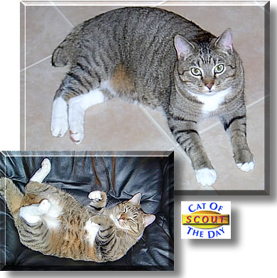 Scout, the Cat of the Day