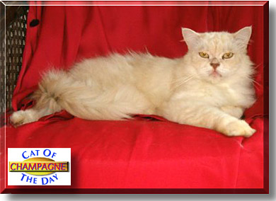 Champagne, the Cat of the Day