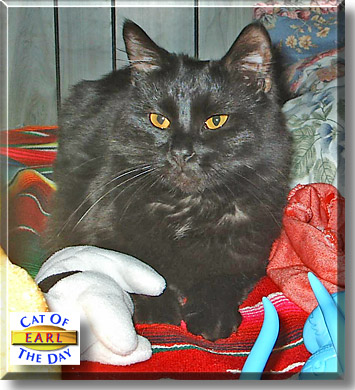 Earl, the Cat of the Day