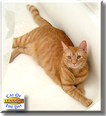 Lennon, the Cat of the Day