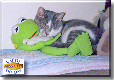 Miss Kitty, the Cat of the Day