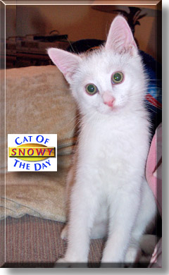 Snowy, the Cat of the Day