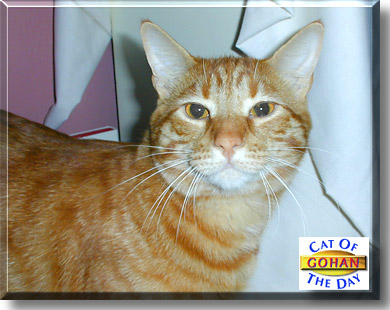 Gohan, the Cat of the Day