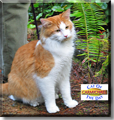 Carmichael, the Cat of the Day