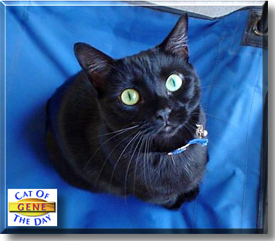 Gene, the Cat of the Day
