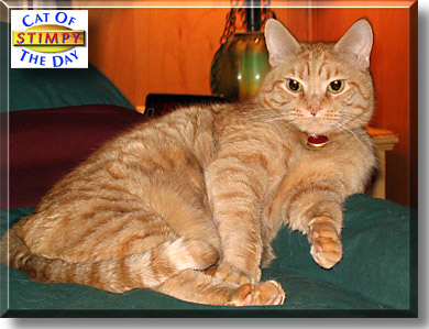 Stimpy, the Cat of the Day