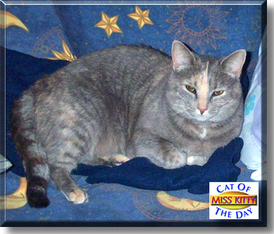 Miss Kitty, the Cat of the Day