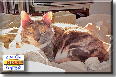 Nola, the Cat of the Day