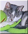 Miss Kitty