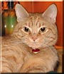 Stimpy