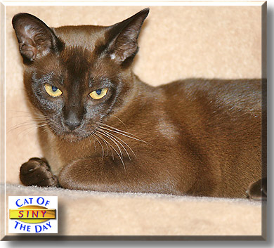 Siny, the Cat of the Day