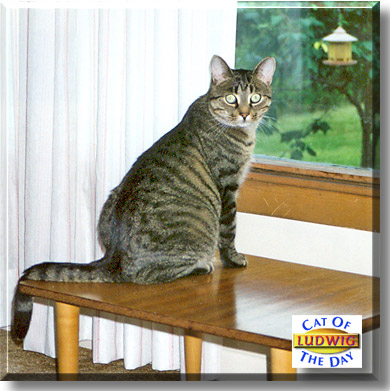 Ludwig, the Cat of the Day