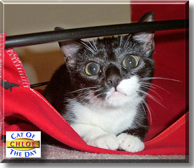 Chloe, the Cat of the Day