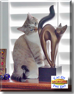 Morgan, the Cat of the Day