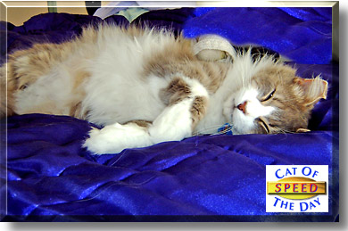Speed, the Cat of the Day