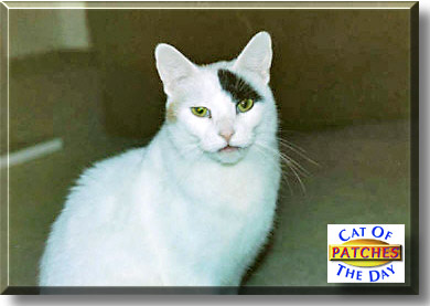 Patches, the Cat of the Day