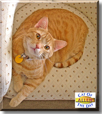 Allen, the Cat of the Day